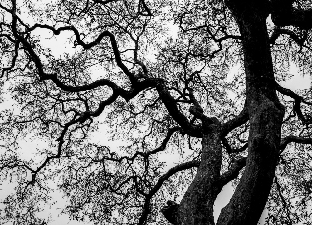 Abstract Tree Branches van Claudi Lourens