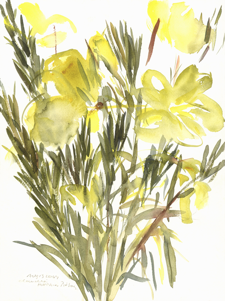 Evening primroses van Claudia Hutchins-Puechavy