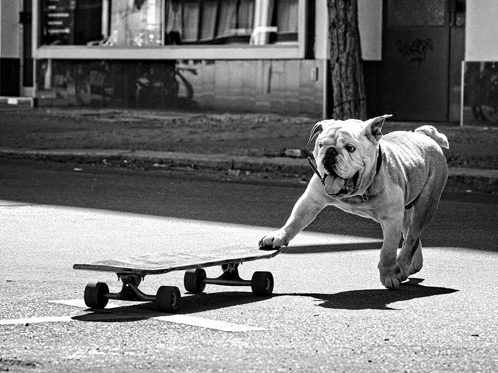 ... dogs just want to have fun ... van Claudia Leverentz