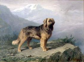 A Mastiff in an Alpine Landscape