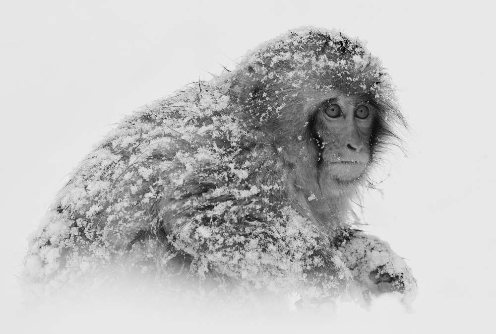 Snow Monkey van C.S. Tjandra