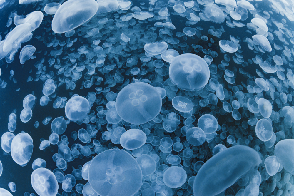 Jellyfish paradise van Daisuke Kurashima