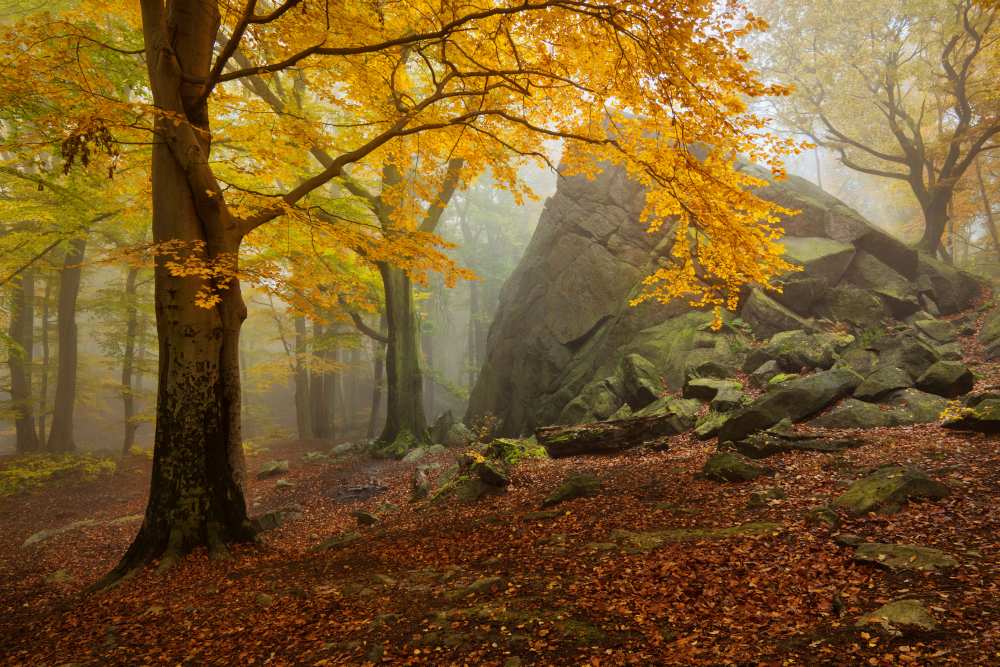 Autumn forest van Daniel Rericha