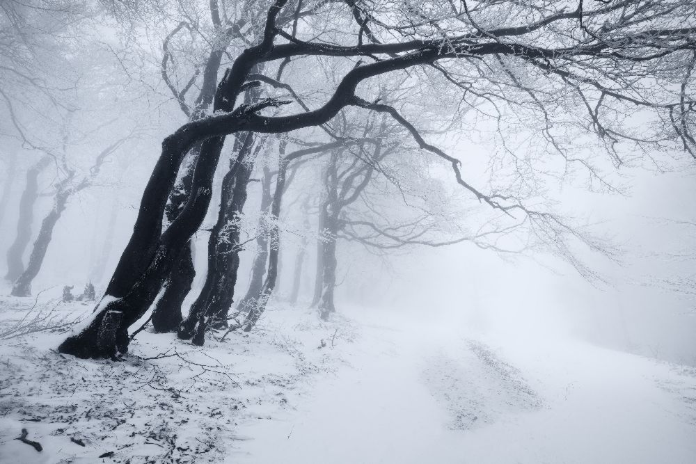 In the winter forest van Daniel Rericha