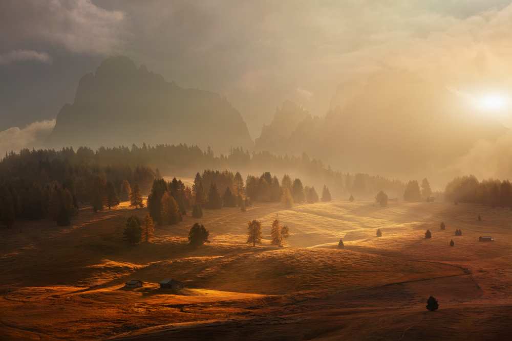 Morning on alpine meadow van Daniel Rericha