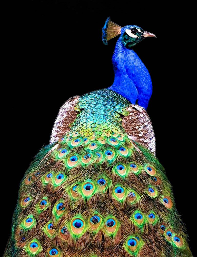 Peacock van Danny Mendoza