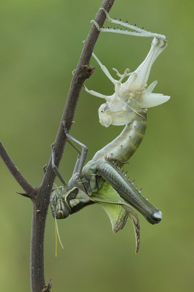 Grasshopper molting van Dao Tan Phat