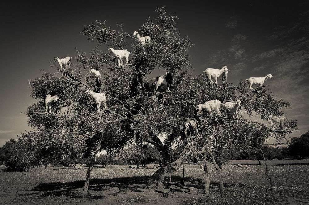Argan loving goats van Dario Puebla