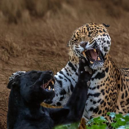 Panther versus Jaguar