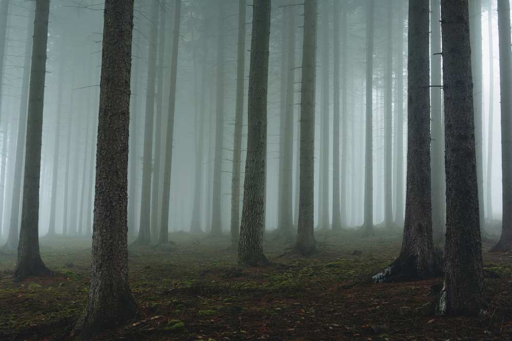 Foggy forest van David Charouz