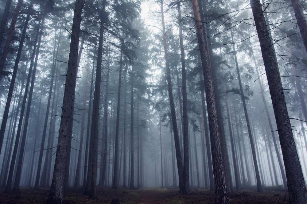 Mysterious foggy forest. van David Charouz