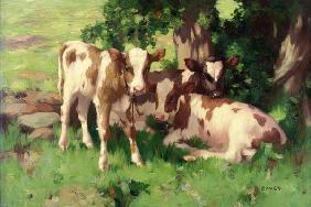 Three Calves in the Shade of a Tree