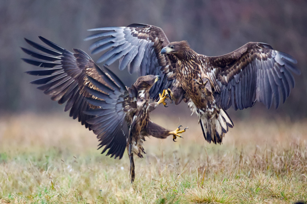 Eagle fights van David Manusevich