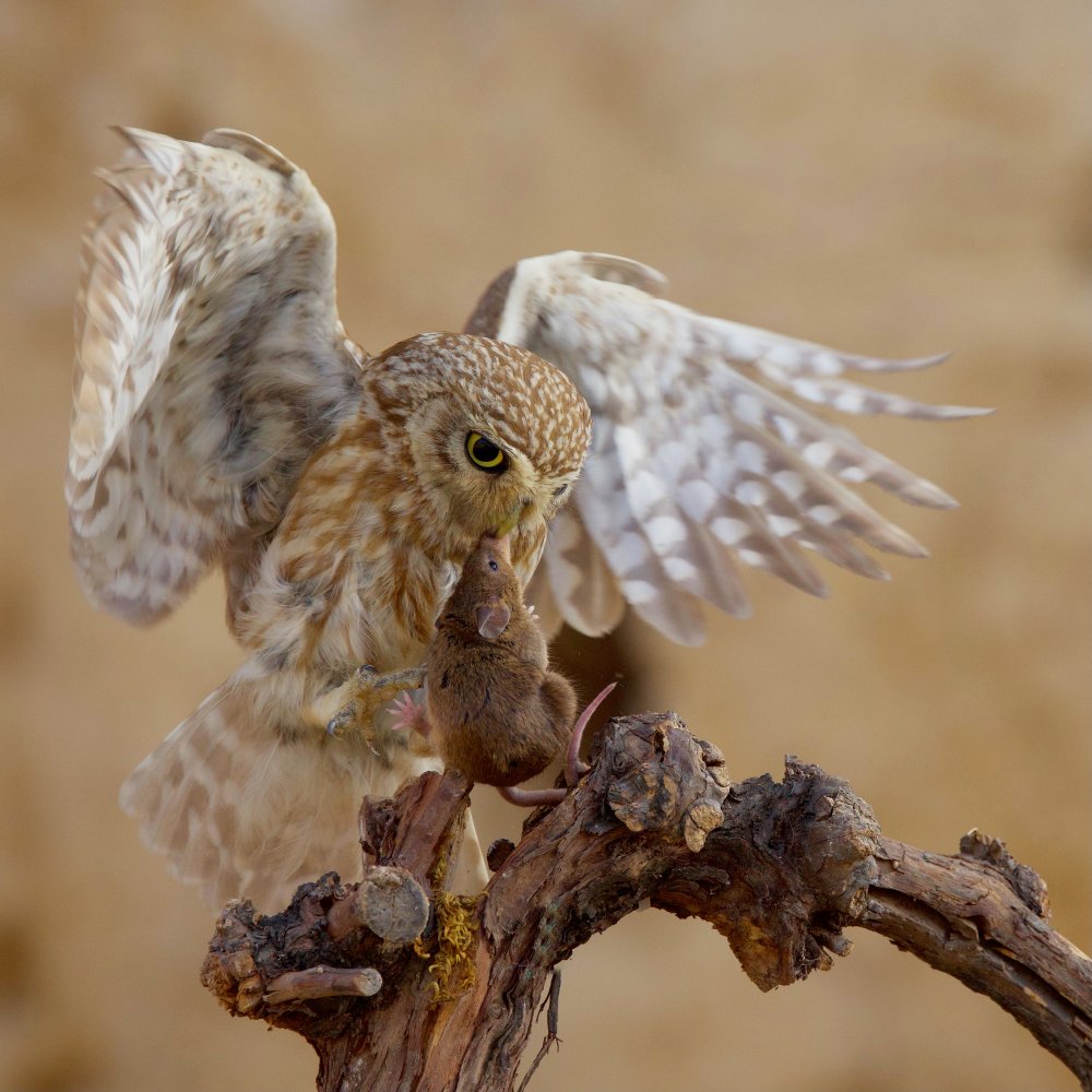 Little Owl van David Manusevich
