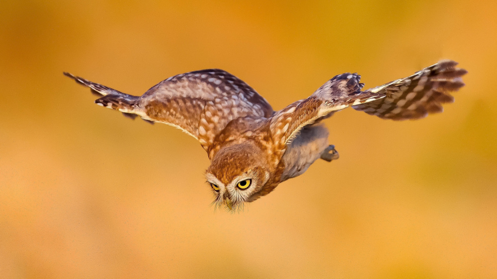 Little owl van David Manusevich