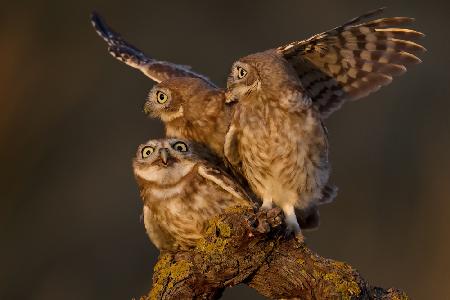 Little owls