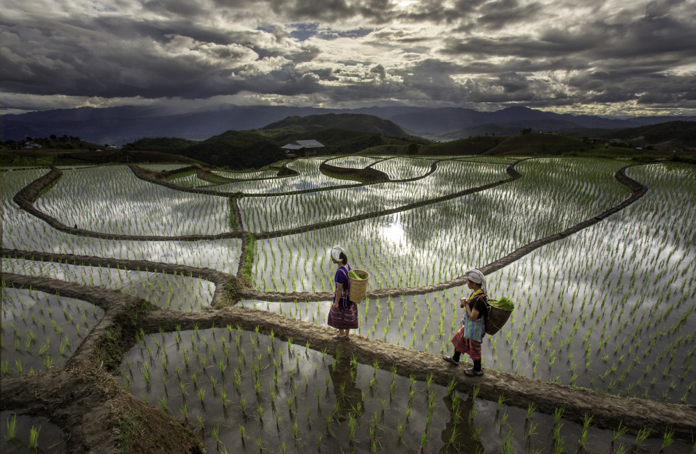 Chiang Mai Rice Fields van David Van Driessche