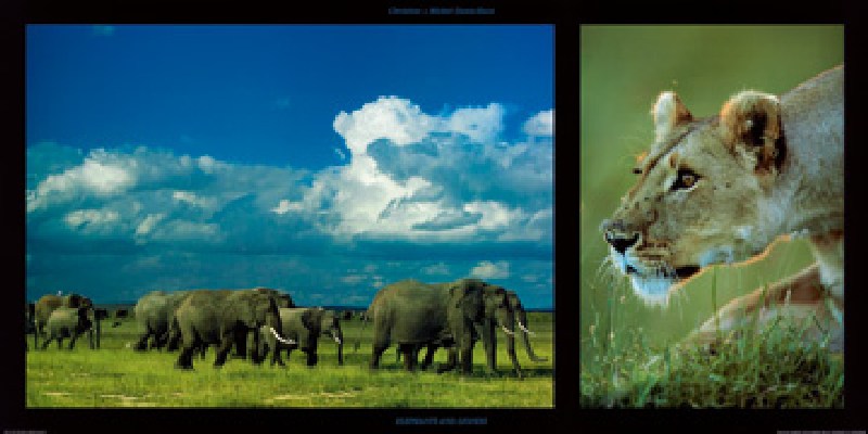 Elephants and Lioness van Denis-huot