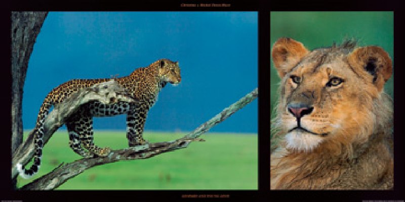 Leopard and Young Leon van Denis-huot