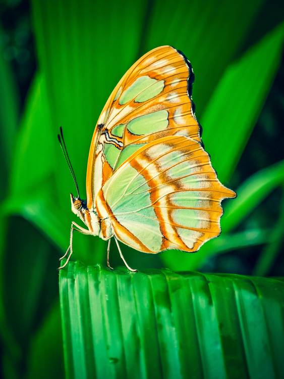 Schmetterling Makroaufnahme van Dennis Wetzel