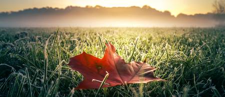 Rotes Herbstblatt auf grüner frostiger Wiese mit Nebel und Sonne