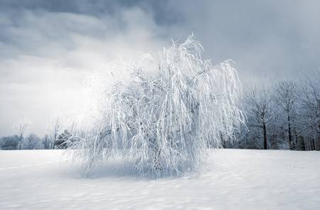 Wintertraum. Trauerweide mit Schnee bedeckt.jpg (13224 KB) 