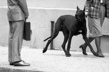 Great dane bodyguard (from the series &quot;Boy meets girl&quot;)