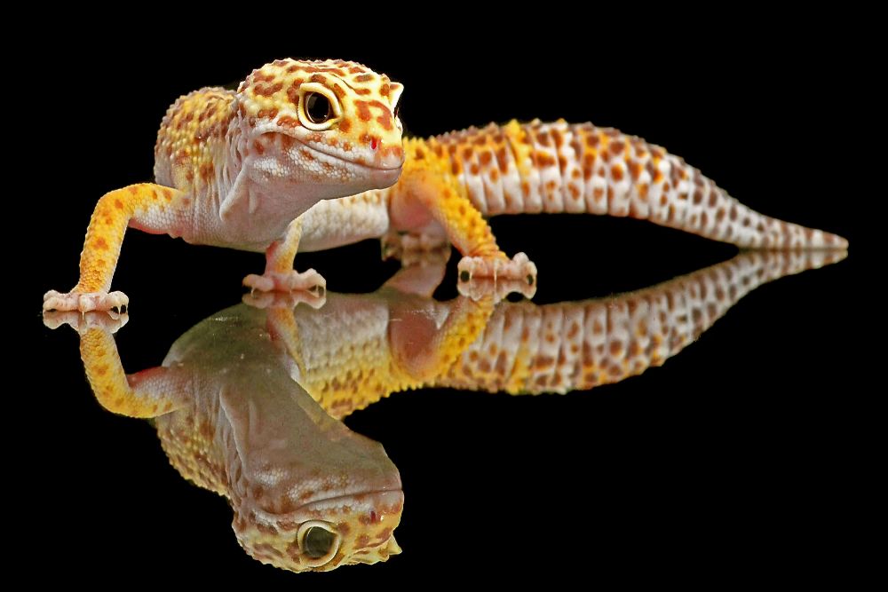 Leopard Gecko van Dikky Oesin