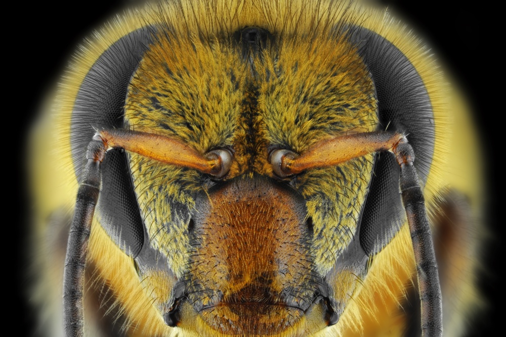 Yellow-Faced Bee van Donald Jusa