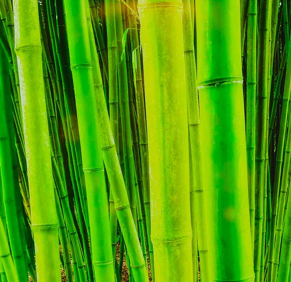 Bambuswald van Doris Beckmann