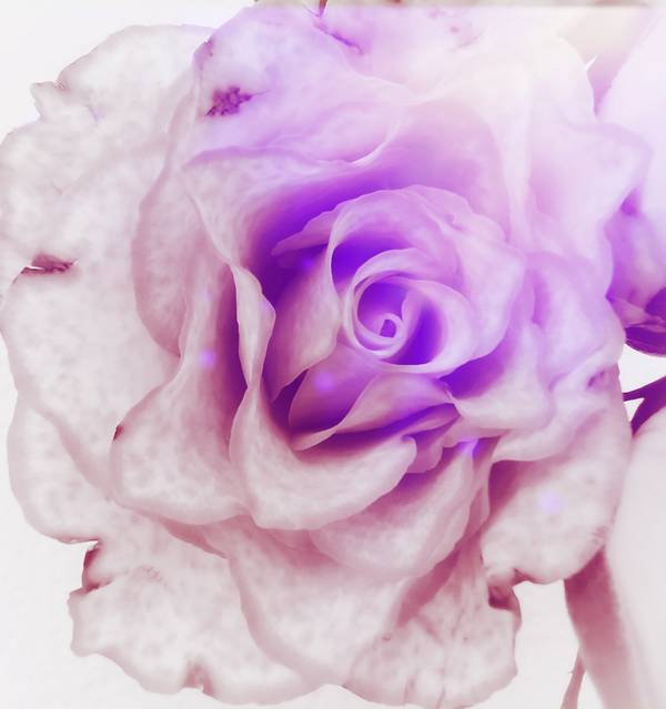 Die Rose! Königin der Blumen in voller Blüte van Doris Beckmann