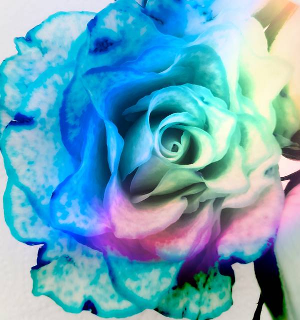 Die Rose! Königin der Blumen in voller Blüte 2 van Doris Beckmann