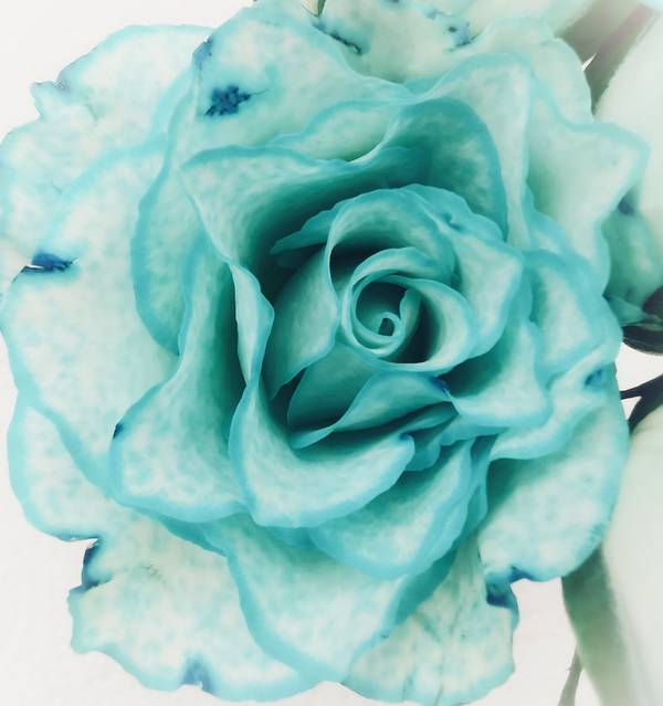Die Rose! Königin der Blumen in voller Blüte 3 van Doris Beckmann