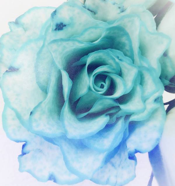 Die Rose! Königin der Blumen in voller Blüte van Doris Beckmann