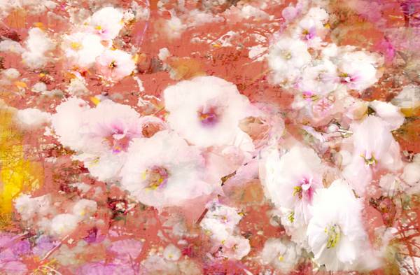 Kirschblüten van Doris Beckmann