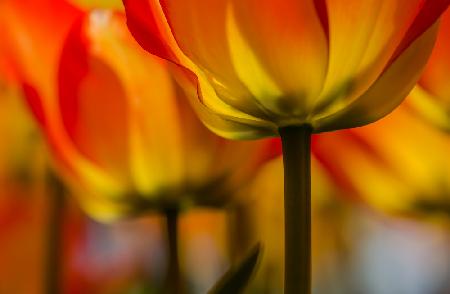 Under the tulip