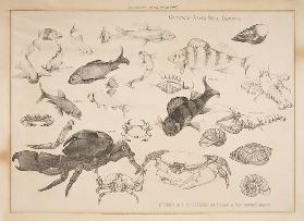 Studies of Fish Treated for Design, 1903