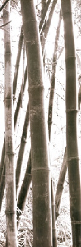 Bamboo Grove IV van Douglas Yan