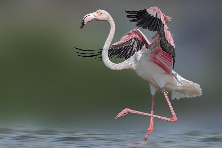 Dancing Flamingo