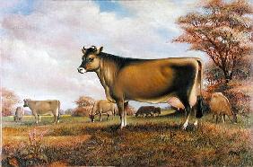 Jersey Cow (oil on canvas) 