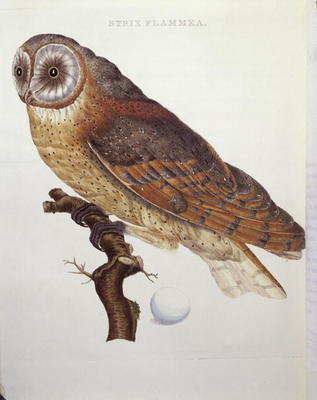 Barn Owl (Strix Flammea) 1796 (coloured engraving) van Dutch School, (18th century)