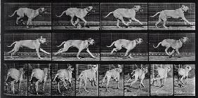 Running Dog, plate 707 from ''Animal Locomotion'', 1887 (b/w photo) 