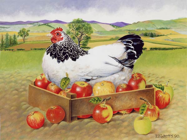 Hen in a Box of Apples, 1990 (acrylic)  van E.B.  Watts