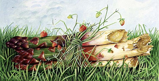 Asparagus Tied with Wild Strawberries, 1997 (acrylic on paper)  van E.B.  Watts