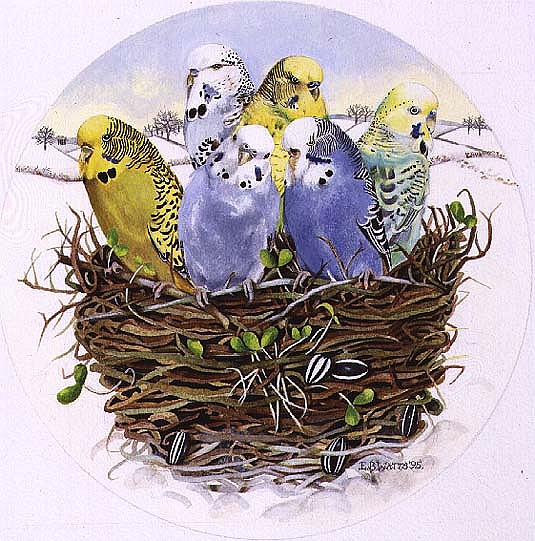 Budgerigars in a Nest, 1995 (acrylic)  van E.B.  Watts