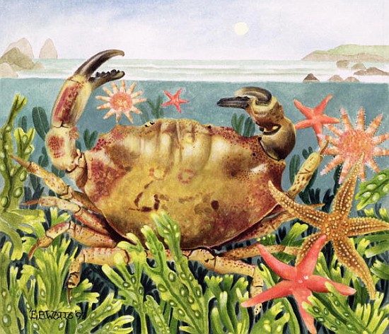 Furrowed Crab with Starfish Underwater, 1997 (acrylic on paper)  van E.B.  Watts