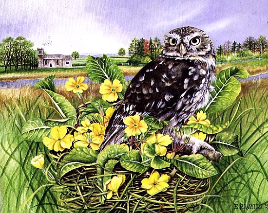 Owl in Grass Nest with Primulas van E.B.  Watts