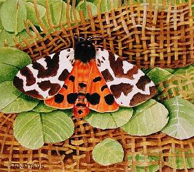 Tiger Moth, 1999 (acrylic on paper) 