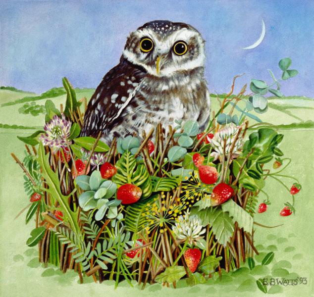 Owl in a Woodland Basket, 1993 (acrylic) 