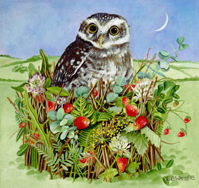 Owl in a Woodland Basket, 1993 (acrylic)  van E.B.  Watts